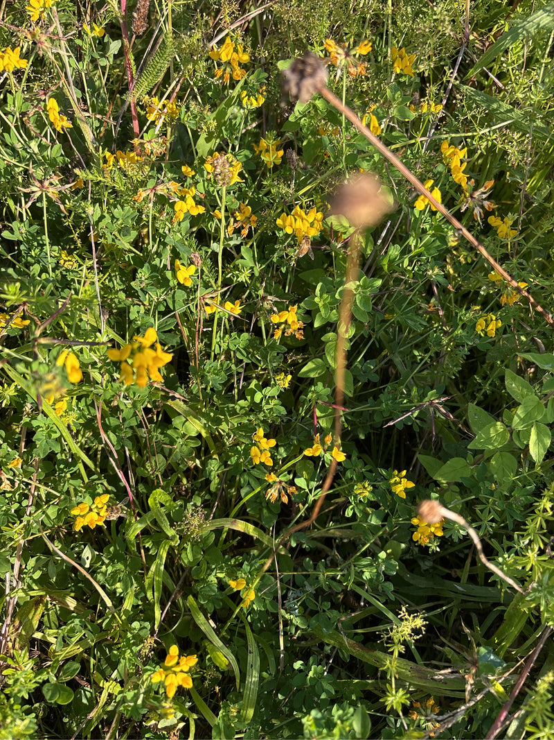 L'immagine mostra una vegetazione densa con fiori gialli e foglie verdi di ginestrella comune. La pianta cresce in mezzo a un prato.