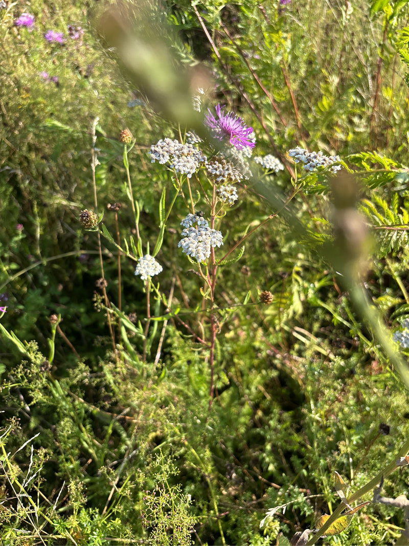Un'achillea millefoglie in fiore con infiorescenze bianche cresce in un prato denso accanto a un fiordaliso violetto.