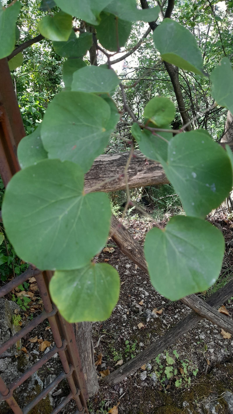 L'albero di Giuda — Bild 2