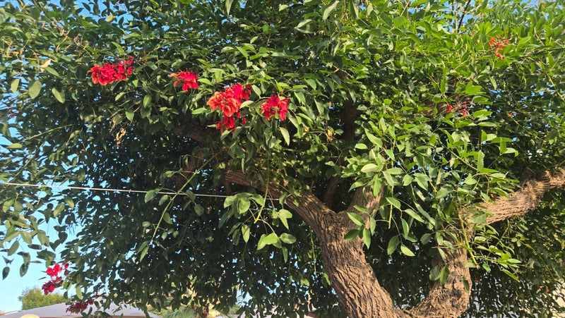Albero di corallo comune — Bild 1