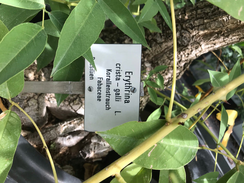 Albero di corallo comune — foto 3 di 5