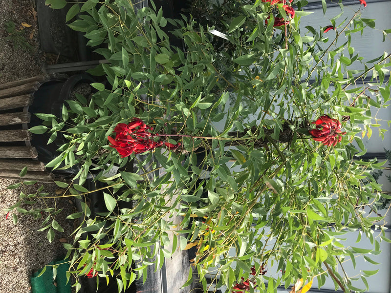 Albero di corallo comune — foto 2 di 5