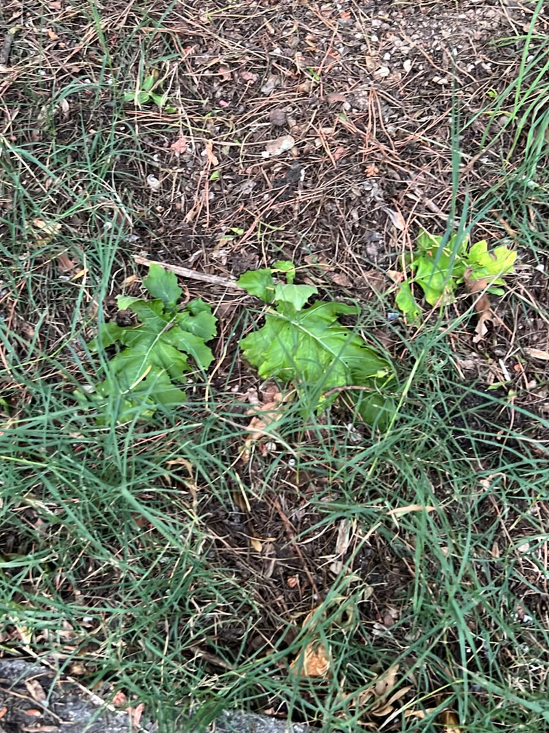 L'immagine mostra giovani piante di tarassaco con foglie tipicamente dentate che crescono su un terreno di terra, erba e aghi di pino.