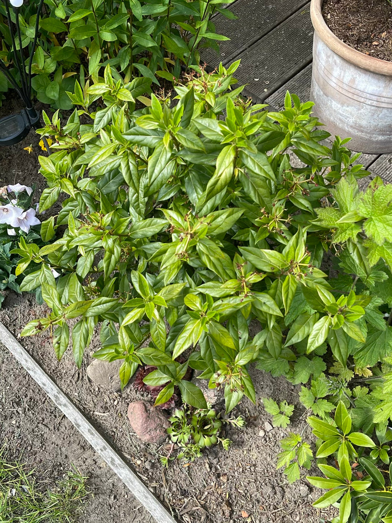 Si vede un arbusto di ligustro cespuglioso con un denno fogliame verde visto dall'alto. Cresce in un'aiuola accanto a un terrazzo.