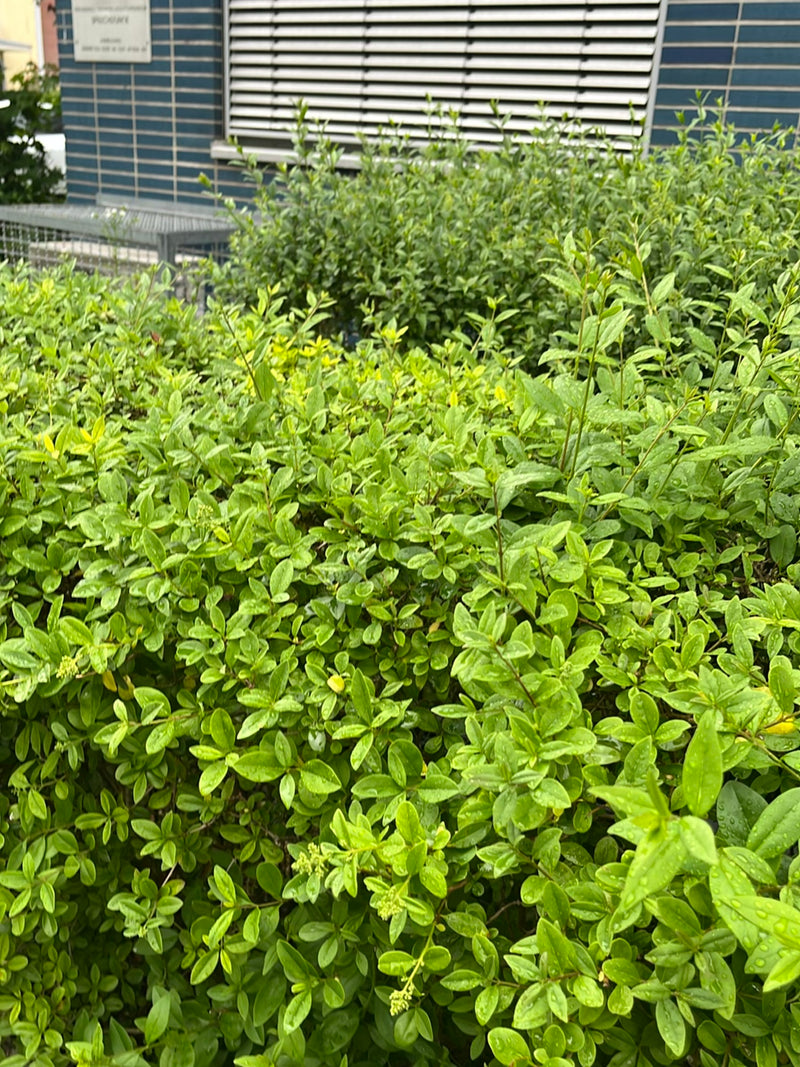Si vede un fitto arbusto di ligustro con foglie verde fresco. La pianta si trova davanti al muro di una casa.