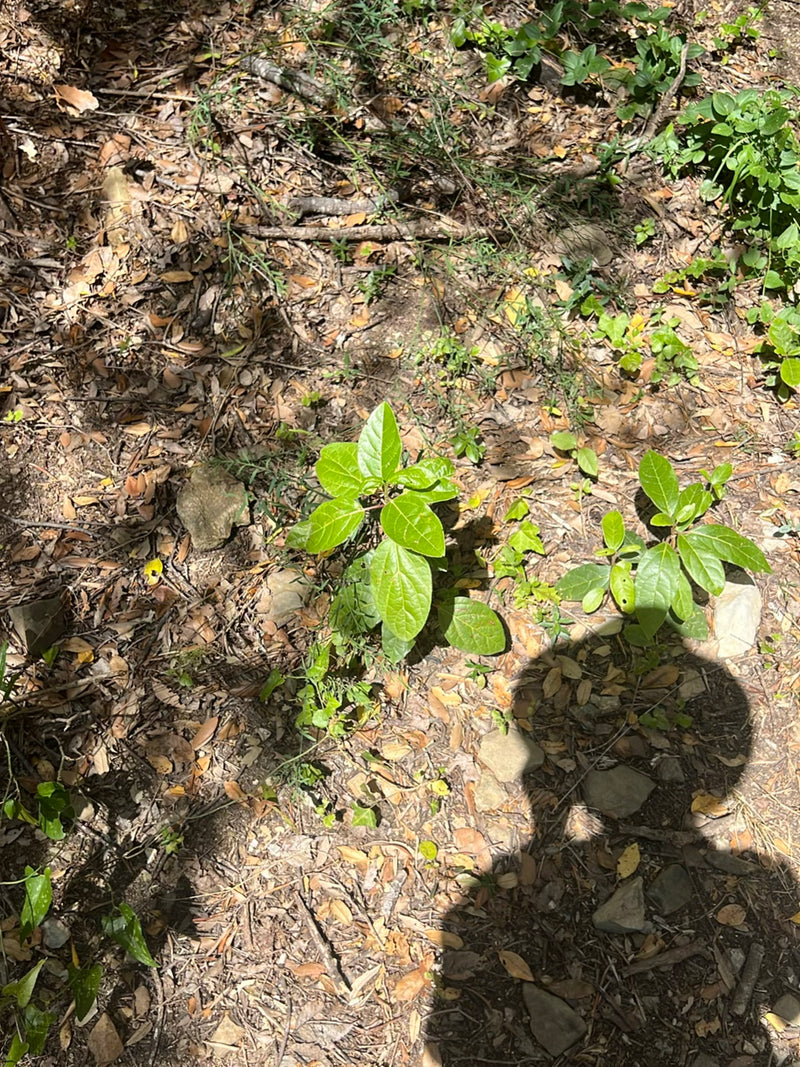 Due piccole piante di ligustro con foglie verdi crescono su un terreno boschivo coperto di foglie secche. Lo scatto mostra i giovani germogli dall'alto.