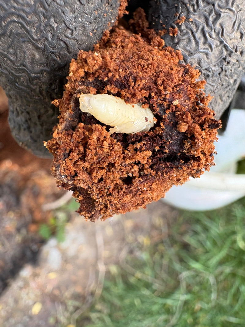 Si vede una larva chiara di anobio in un'apertura riempita di polvere di legno rossastra. L'insetto è incorporato nel legno danneggiato.