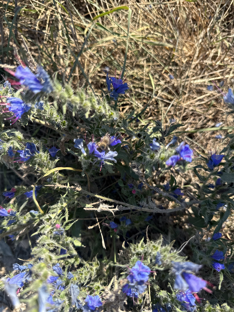 Un'erba viperina comune in fiore con infiorescenze blu, ripresa dall'alto tra l'erba secca.