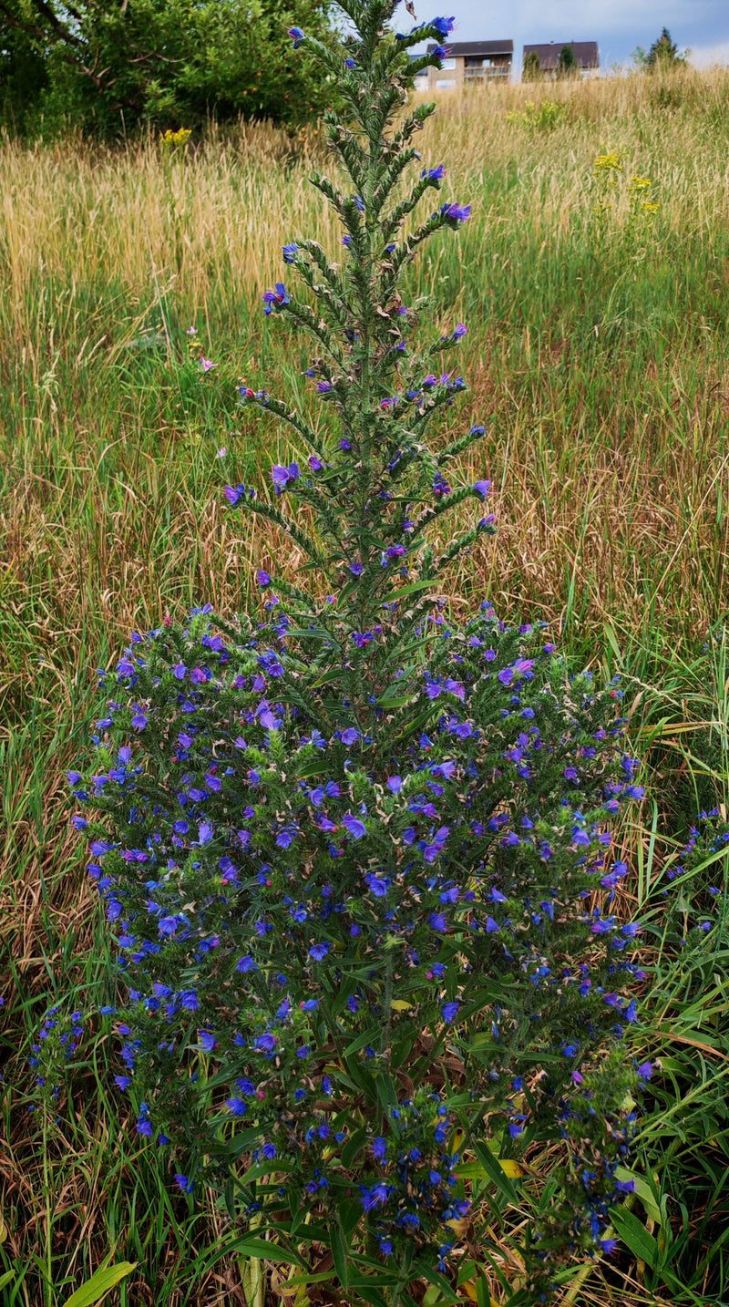 L'immagine mostra una pianta fiorita di erba viperina comune con caratteristiche infiorescenze blu in un prato.