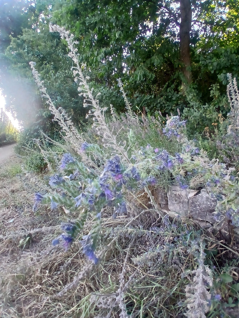 Si vede un gruppo di viperine comuni in fiore lungo un sentiero davanti agli alberi. Le piante mostrano le loro tipiche infiorescenze blu e una crescita legg...