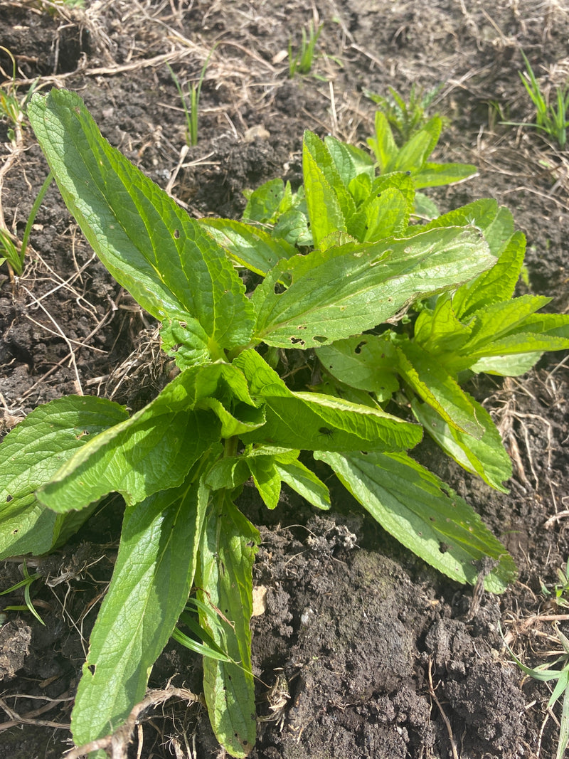 Si vede una giovane rosetta di foglie di viperina volgare che cresce su terreno scuro e aperto. Le foglie tipicamente ruvide e lanceolate sono disposte a ros...