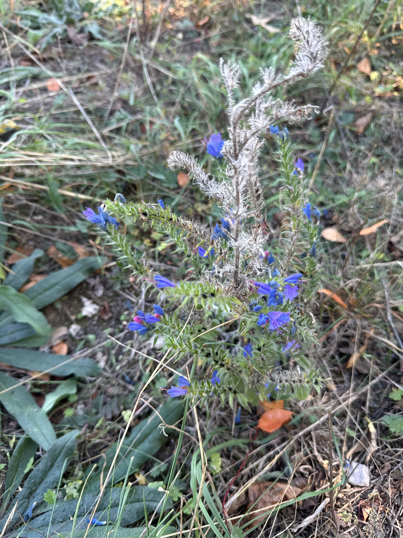 Una viperina azzurra con fiori blu e fusti setolosi in parte sfioriti cresce tra erba secca e foglie a terra.