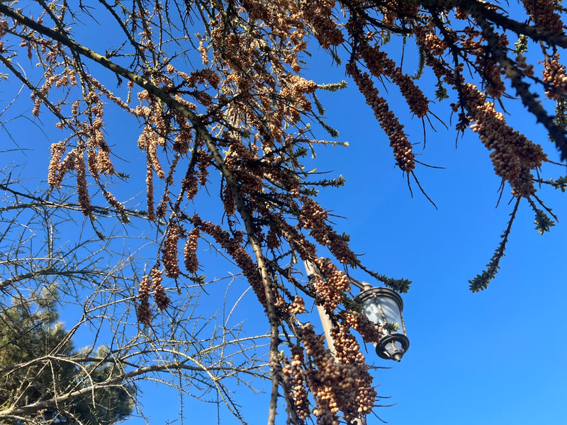 Olivello spinoso — Bild 1