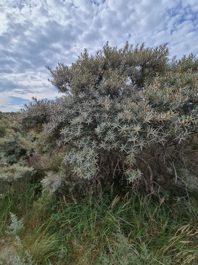 Si vede un grande e cespuglioso arbusto di olivello spinoso con caratteristiche foglie verde-argento. Cresce in un paesaggio aperto sotto un cielo nuvoloso.