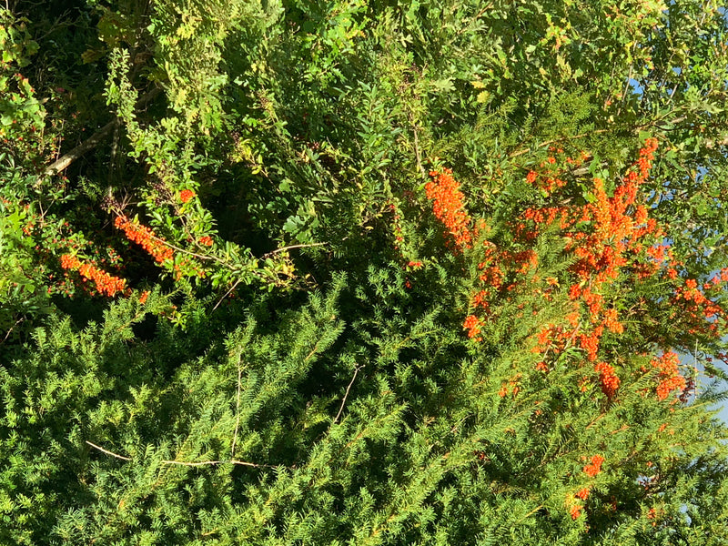 L'immagine mostra densi arbusti di olivello spinoso con bacche arancioni vivaci e fogliame verde. Crescono in un ambiente naturale all'aperto.