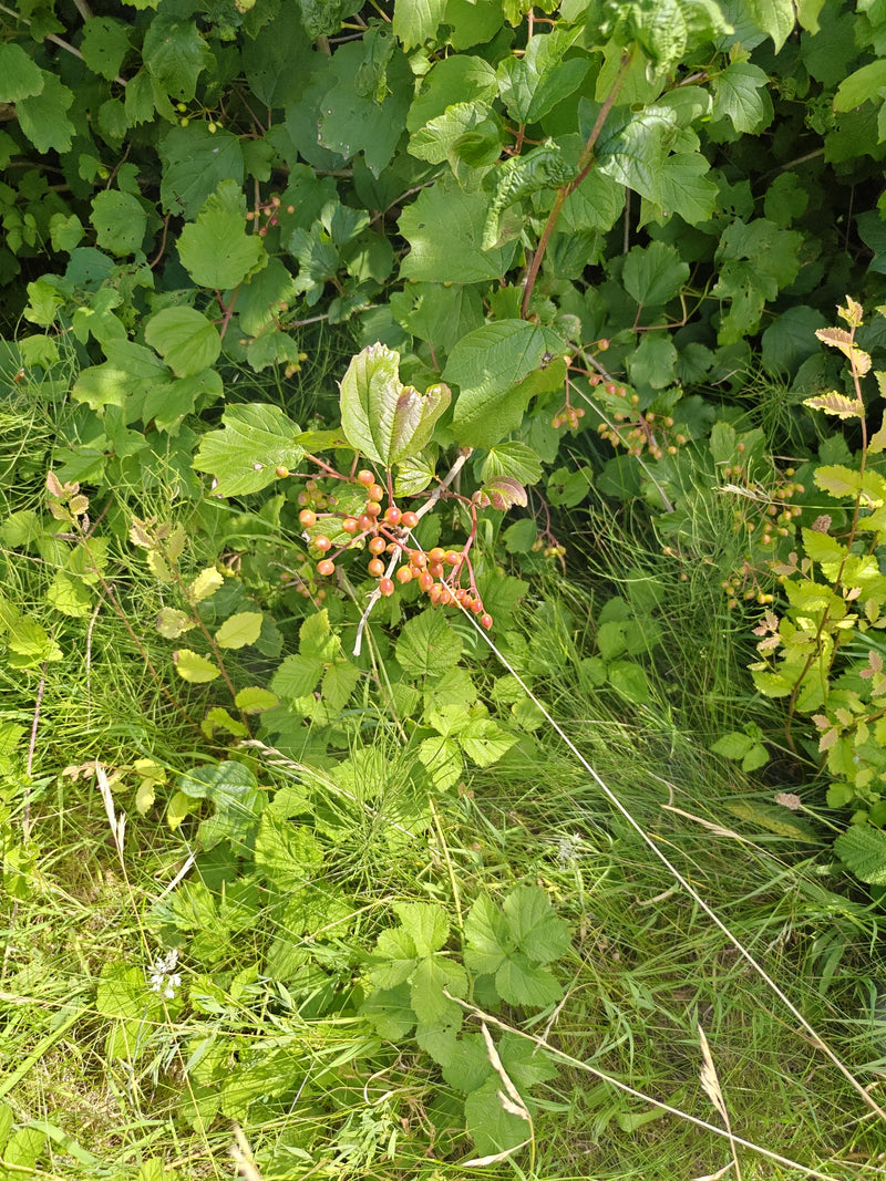 È visibile un ramo di oppio con caratteristiche foglie lobate e frutti tondeggianti rossastri. La pianta cresce in un ambiente caratterizzato da prati e ster...