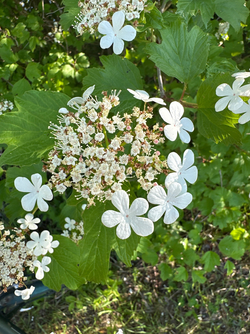 L'immagine mostra un primo piano delle infiorescenze bianche e delle foglie verdi di pallon di maggio. I fiori caratteristici sono chiaramente visibili.
