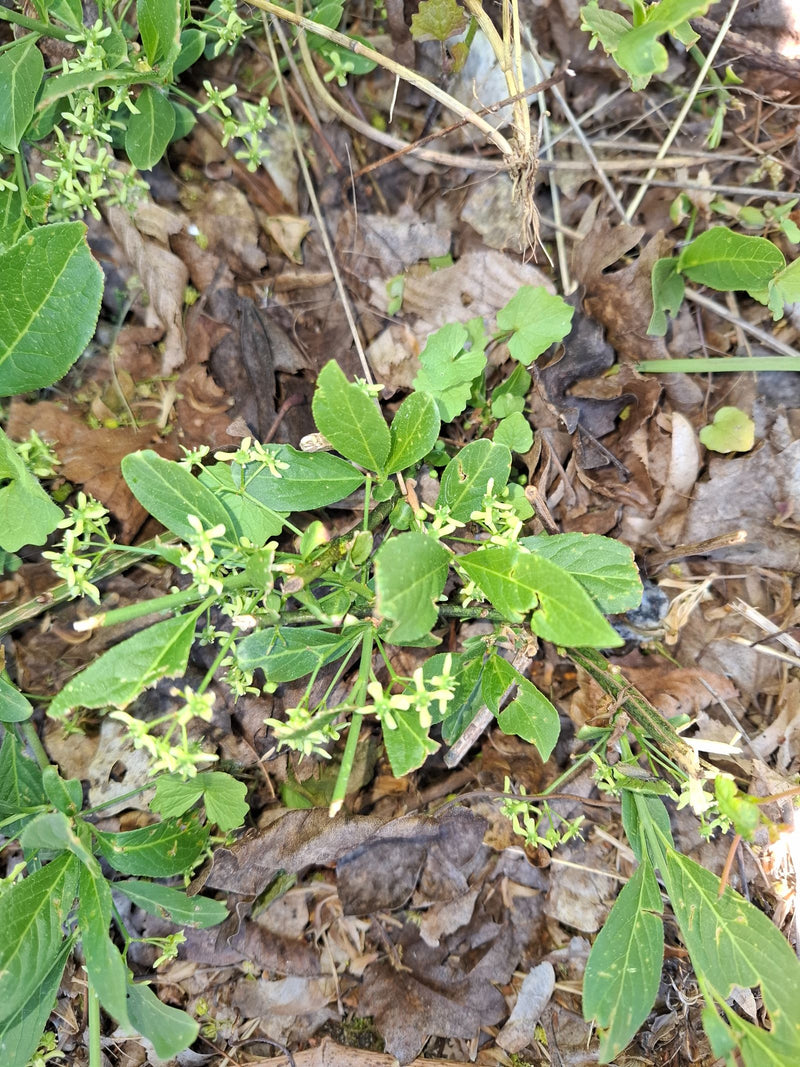 L'immagine mostra un fusaggine europeo con foglie verdi e piccoli fiori chiari che cresce su un terreno forestale coperto di foglie.