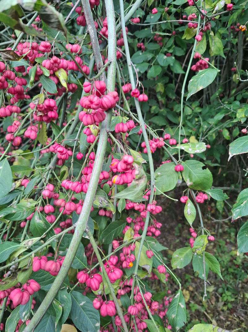 Sono visibili i caratteristici frutti rosa vivo e i rami verdi di una fusaggine. La pianta si trova in un ambiente naturale.