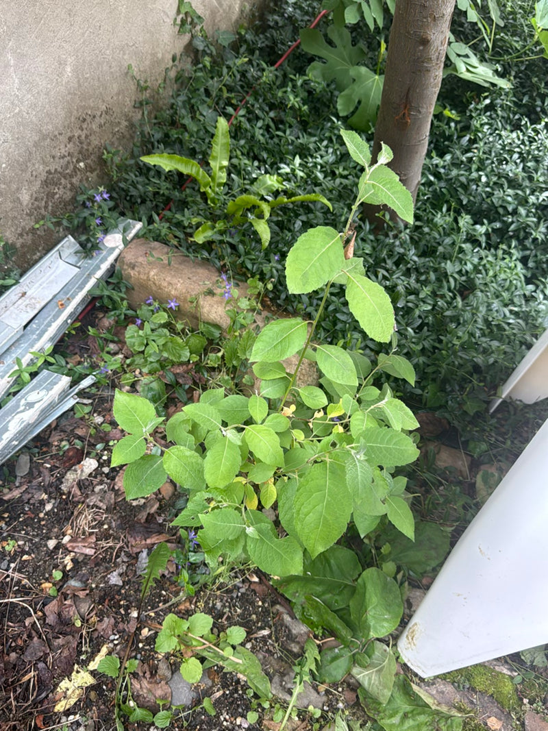 Si vede un giovane fusaggine con foglie verdi. Cresce in un'aiuola da giardino su terreno.