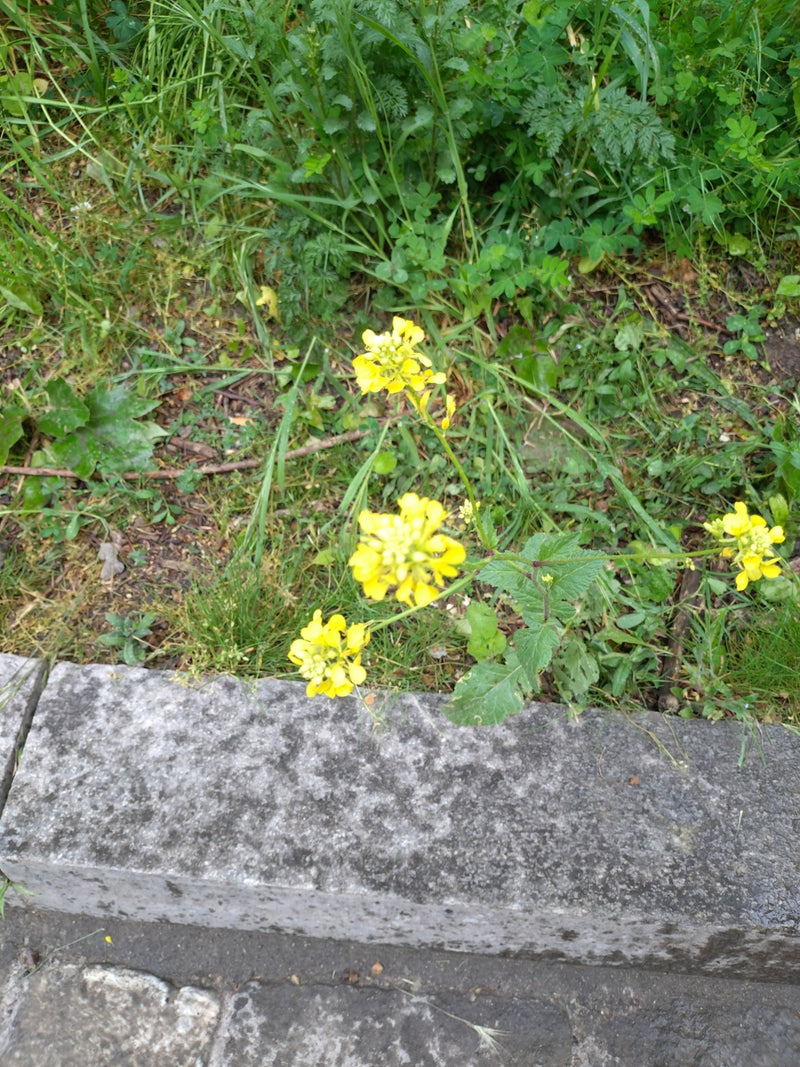 Senape comune di alisso — Bild 1