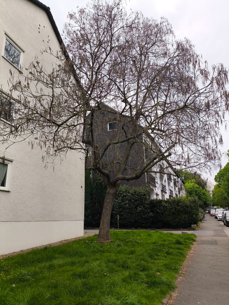 Albero della tromba — Bild 1