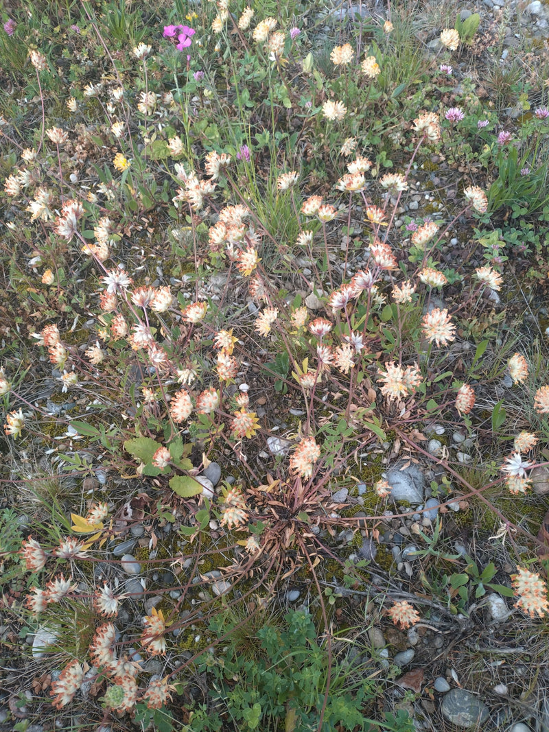 Si vede una pianta fiorita di vulneraria con le sue tipiche infiorescenze giallo-bianche su terreno sassoso.