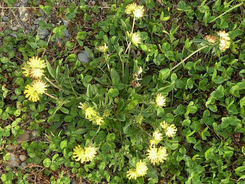 L'immagine mostra una pianta fiorita di vulneraria comune con tipiche infiorescenze gialle e foglie verdi. Cresce su un terreno erboso e basso.