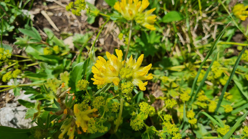 Sono visibili le caratteristiche infiorescenze gialle della vulneraria. La pianta cresce in un ambiente naturale tra erba e altre erbe.