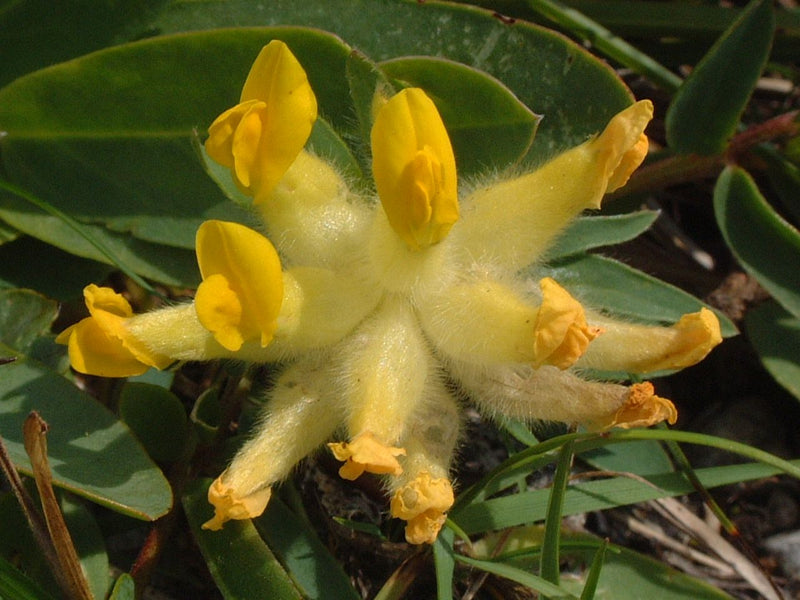 Si vede un primo piano dei caratteristici fiori gialli della vulneraria. I calici pelosi sono chiaramente riconoscibili sulle foglie verdi.