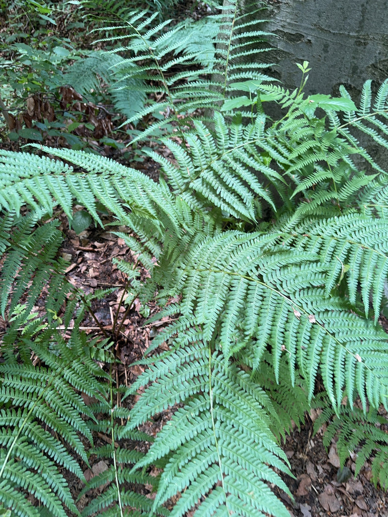 L'immagine mostra una felce maschio verde con fronde pennate che cresce sul suolo della foresta.