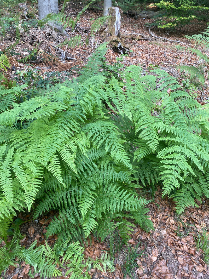 È visibile una magnifica felce maschio con le sue tipiche fronde pennate su un terreno boschivo autunnale. La pianta cresce in un ambiente boscoso con foglia...