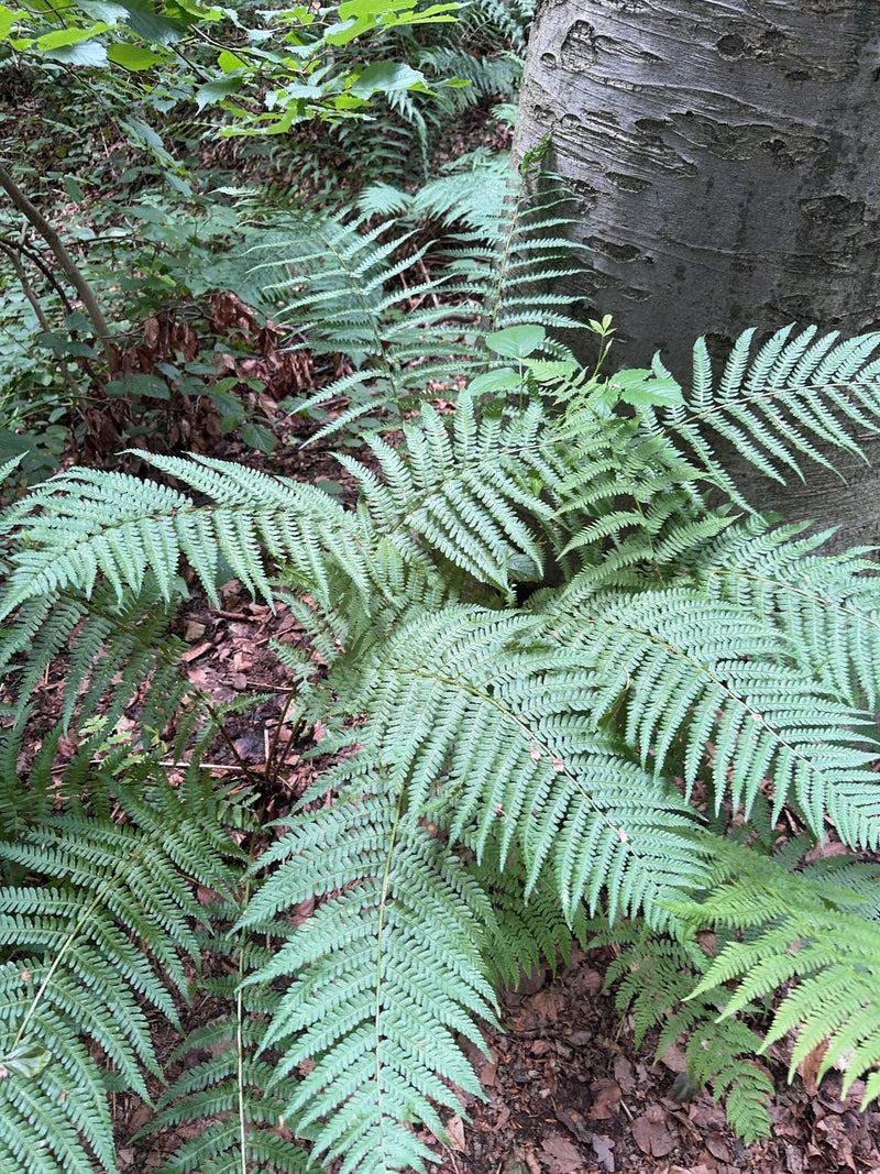 È visibile una magnifica felce maschio con le sue tipiche fronde pennate. La pianta cresce direttamente alla base di un grande tronco d'albero in un bosco om...