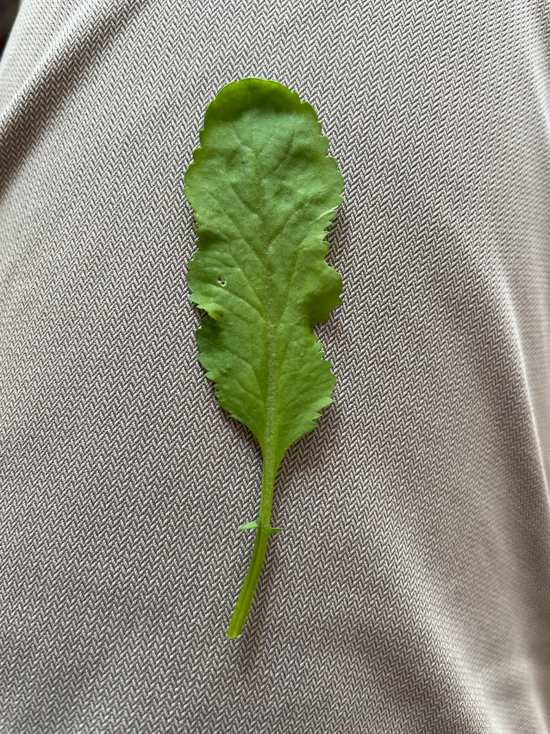 Si vede una singola foglia verde di erba barbarea comune appoggiata su una superficie tessile chiara.