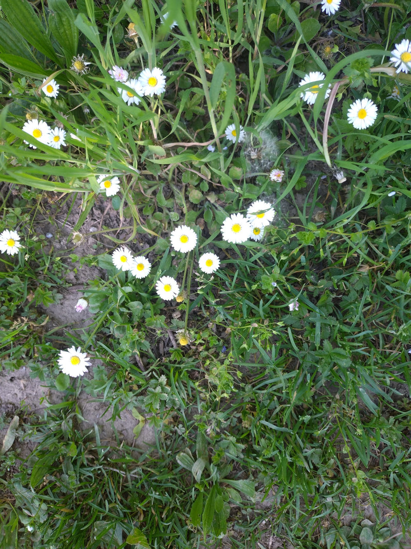 Diverse pratoline in fiore crescono tra l'erba in un prato.