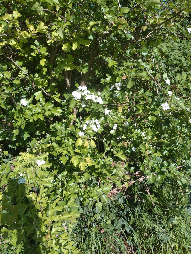 Un cespuglio di biancospino in fiore con foglie verdi lobate e infiorescenze bianche.