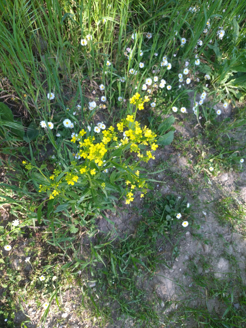 Barbaraweed comune — Bild 5