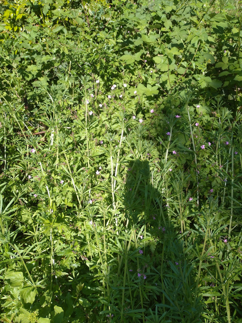 Barbaraweed comune — Bild 4