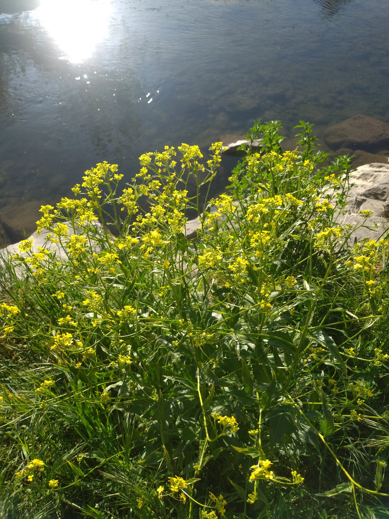 Barbaraweed comune — Bild 3