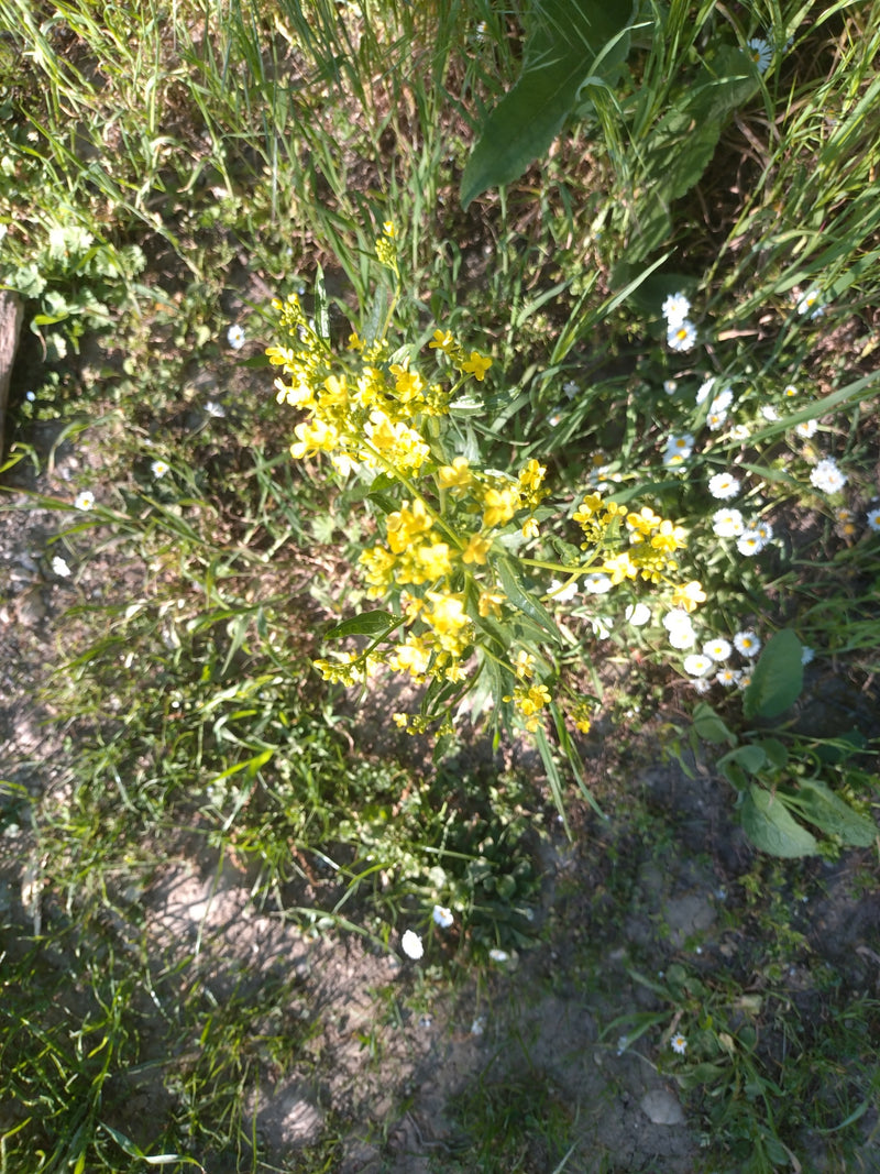 Barbaraweed comune — Bild 1