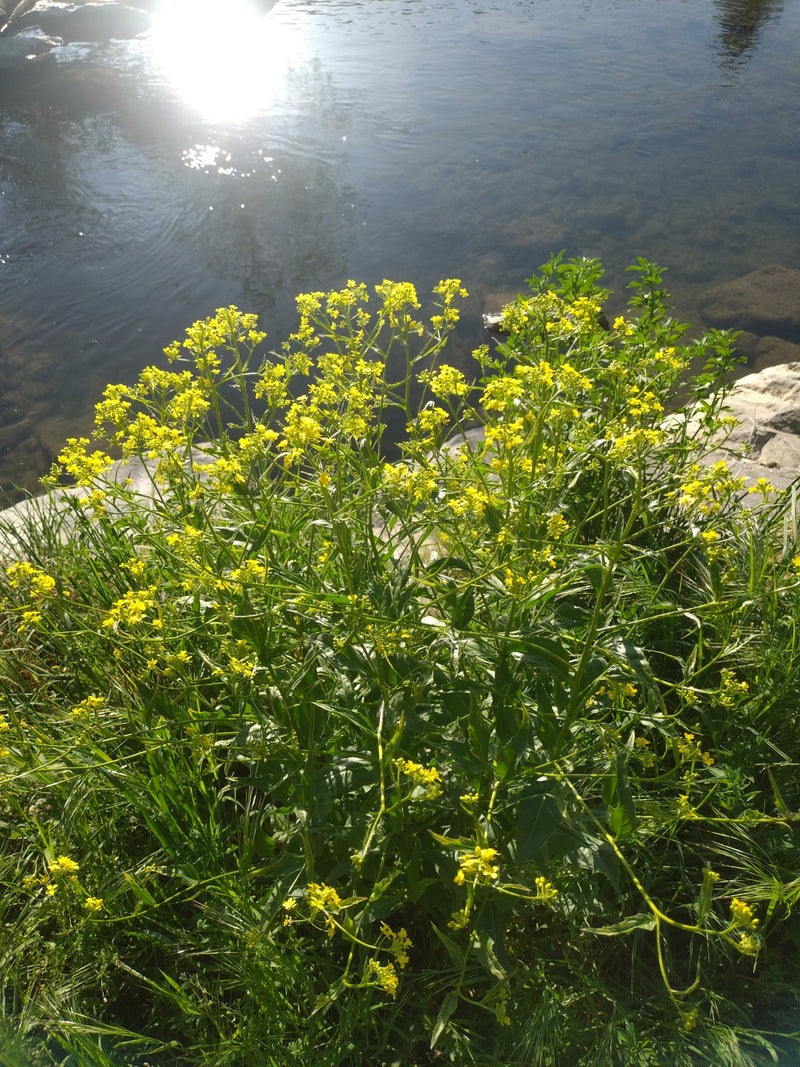 Barbaraweed comune — Bild 2