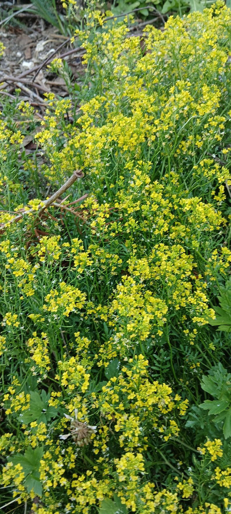 È visibile una densa popolazione di erba di Santa Barbara con fiori giallo vivo che crescono su terreno naturale.