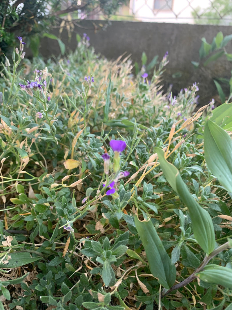 Cuscino blu ordinario — Bild 1