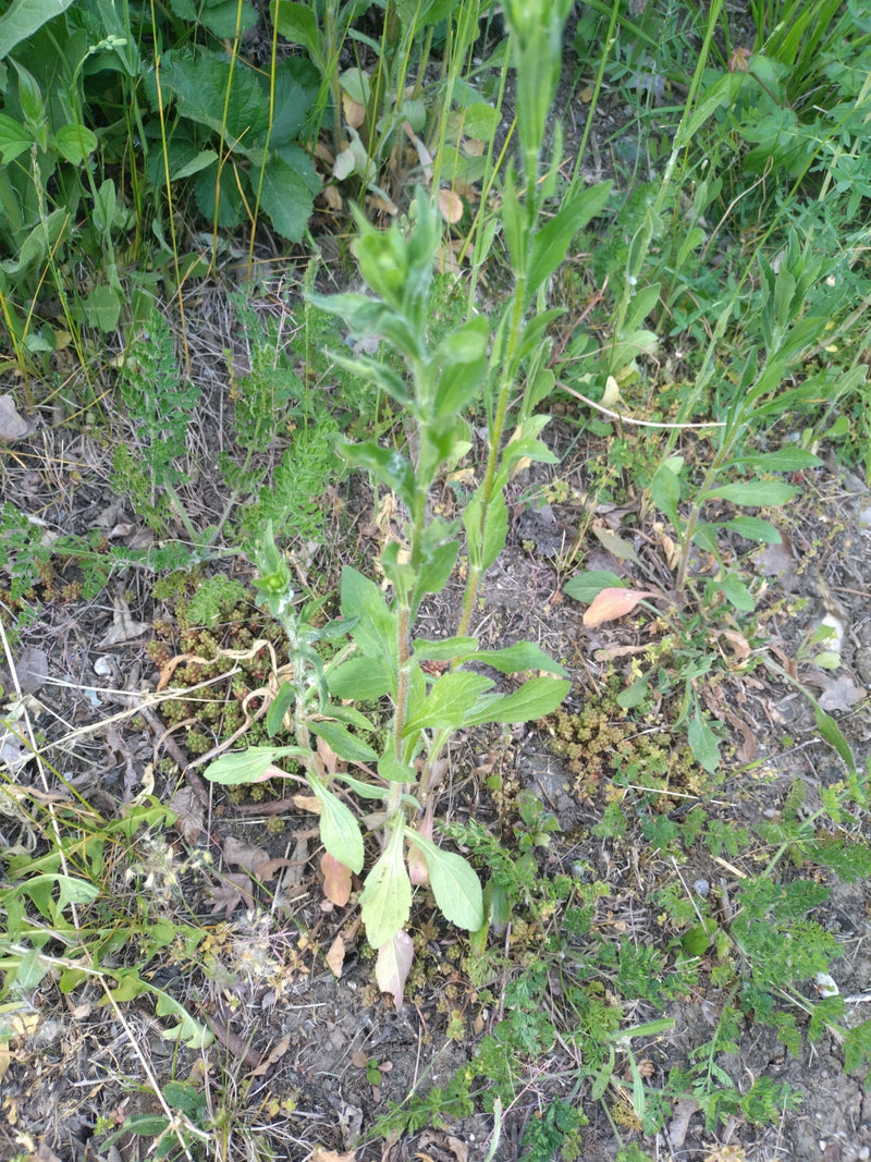 Pigweed comune — Bild 2