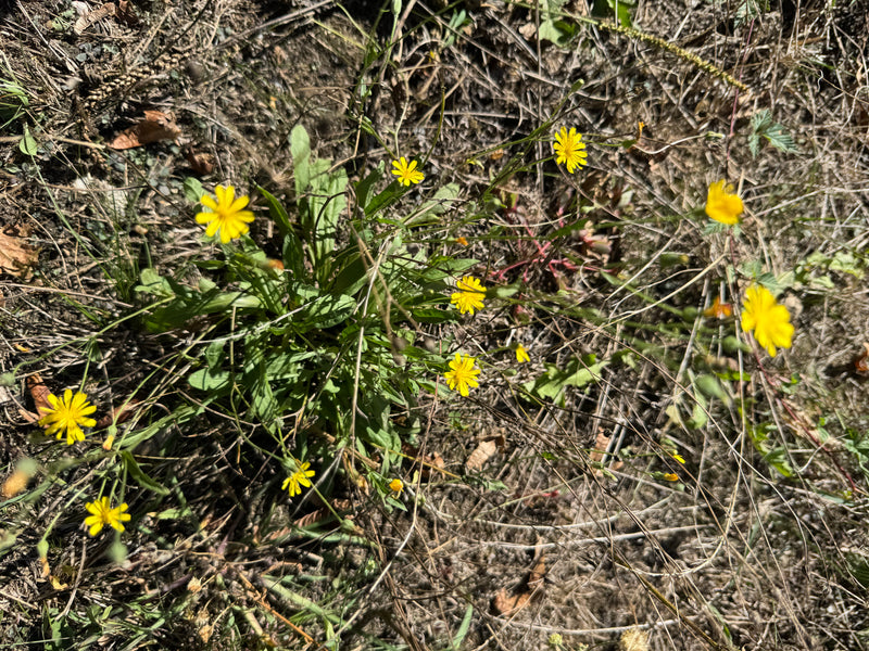 La foto mostra una pianta di radicosa con diversi fiori gialli in un ambiente secco. La rosetta fogliare e le infiorescenze caratteristiche sono chiaramente ...