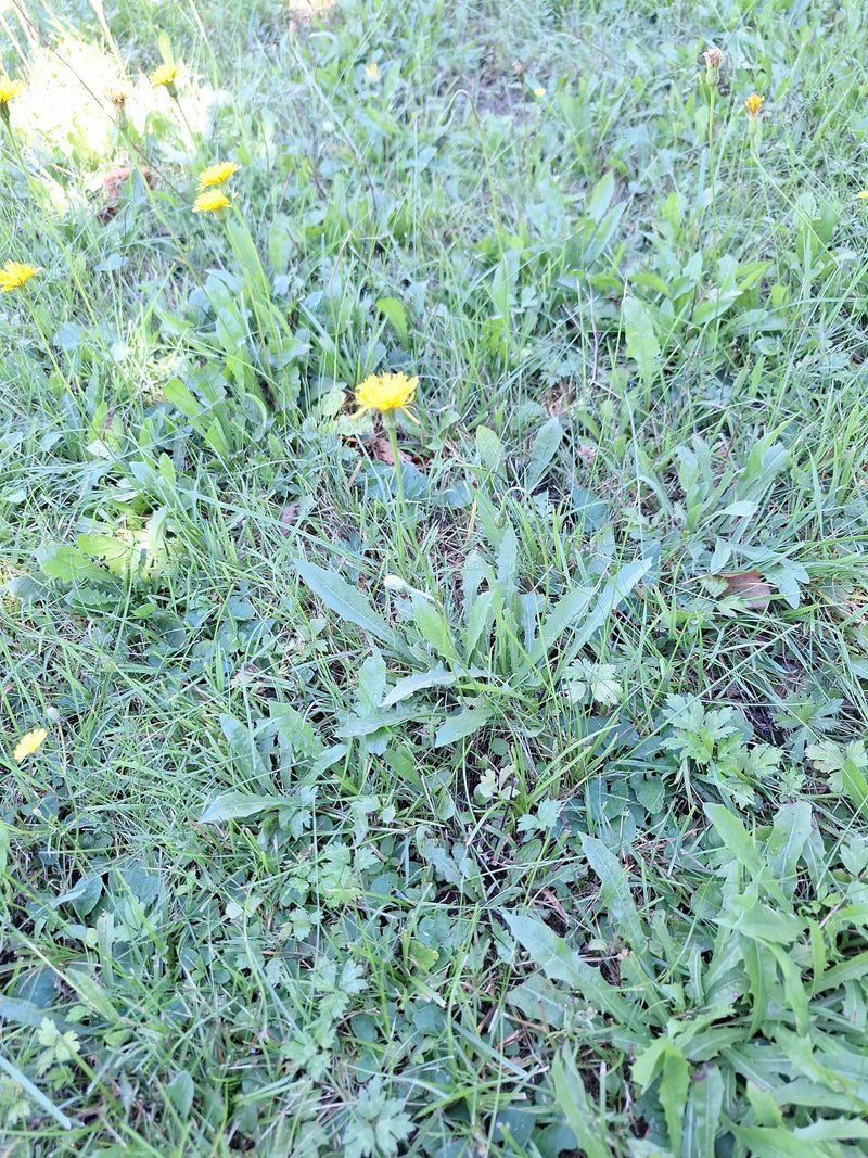 L'immagine mostra Hypochaeris radicata con i suoi fiori gialli e le foglie a rosetta in un prato.