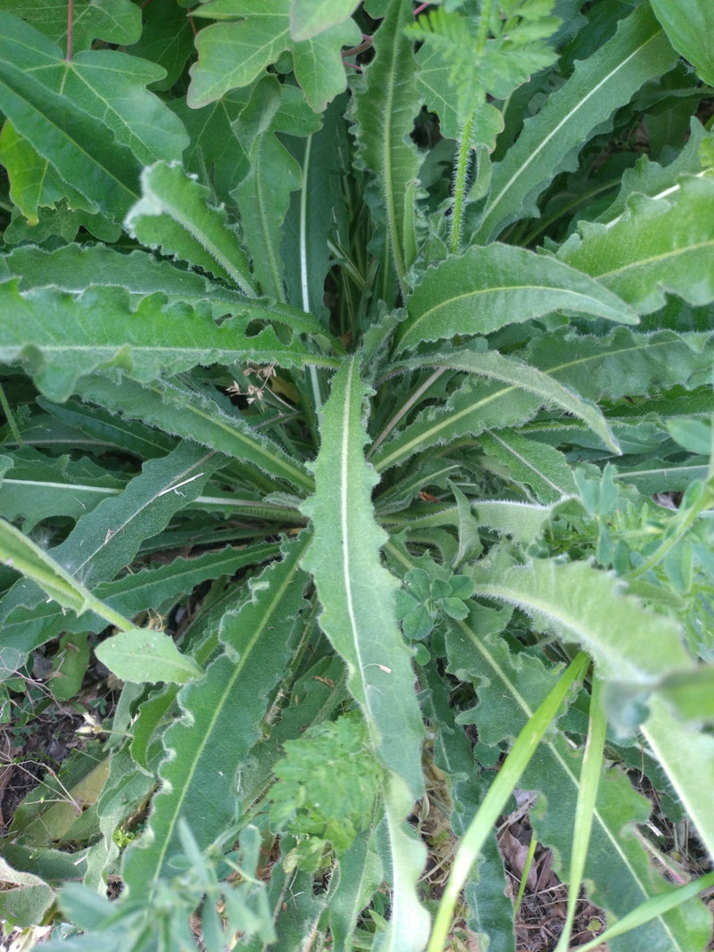 Pigweed comune — Bild 1
