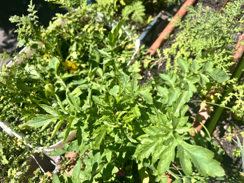 Terreno comune — Bild 1