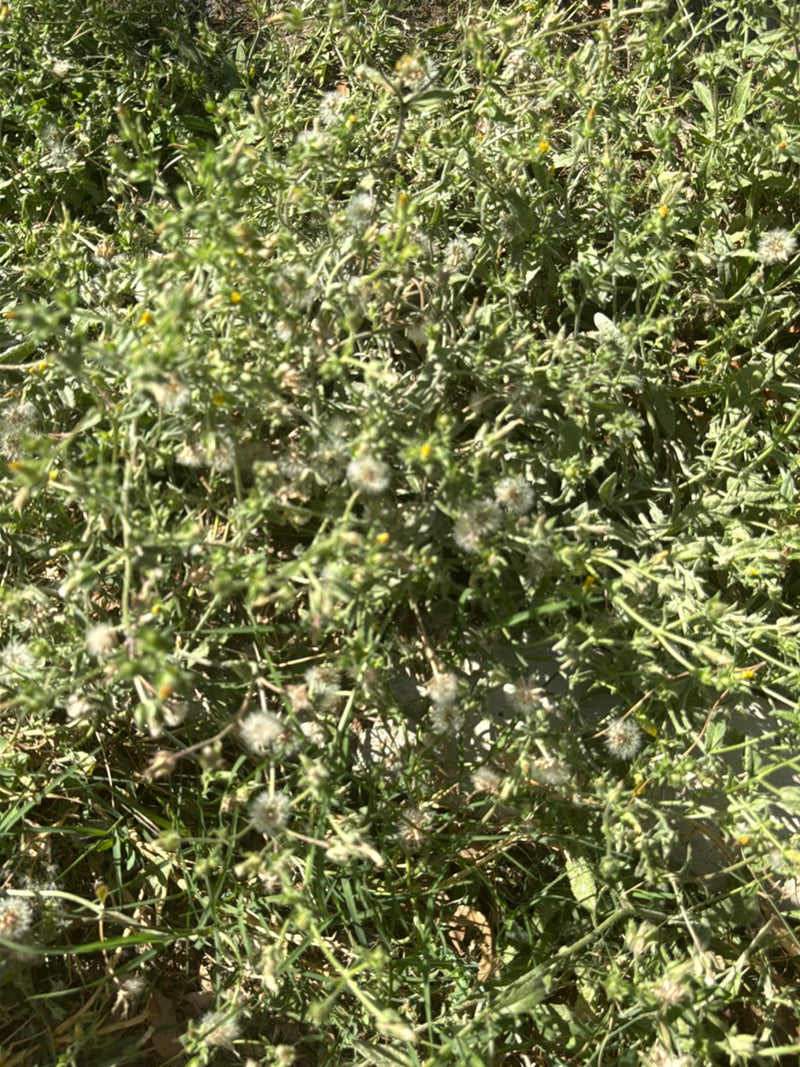 L'immagine mostra un gruppo denso di senecione comune con tipici fiori gialli e teste di semi in maturazione. La pianta cresce in un ambiente naturale sul te...