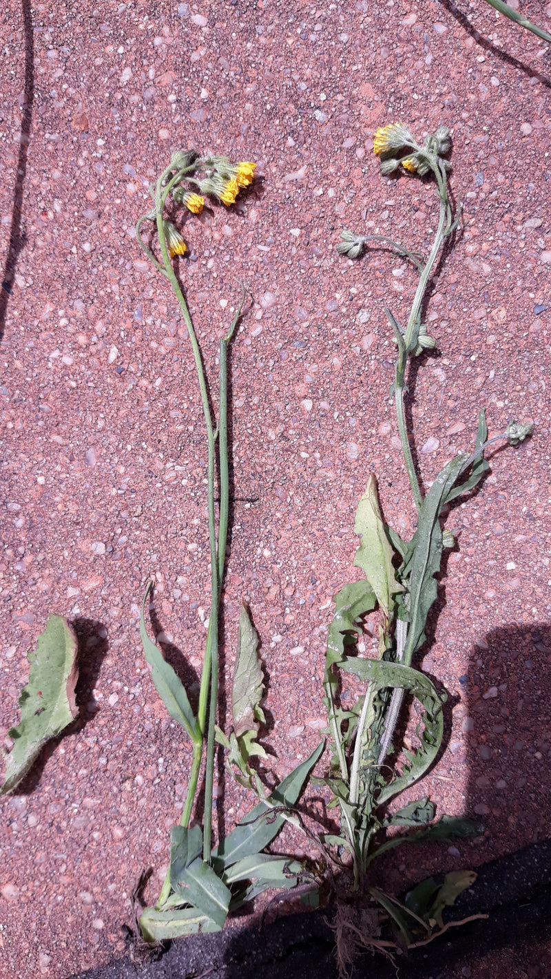 L'immagine mostra due esemplari colti di senecio comune con capolini gialli. Sono sdraiati uno accanto all'altro su un pavimento in pietra rossastra.